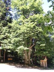 Der Lipa-Pass (Lindenpass) hat seinen Namen nach dem Baum an der Straße, die Šmartno ob Dreti und Vransko verbindet, erhalten